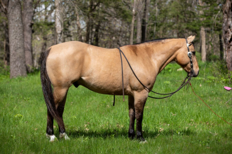 HorseID: 2265020 Cowhuntin Chex - PhotoID: 1042262