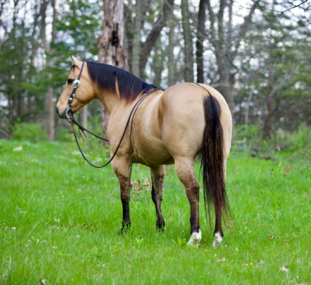 HorseID: 2265020 Cowhuntin Chex - PhotoID: 1042263