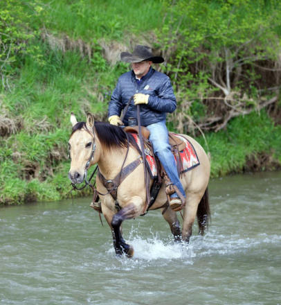 HorseID: 2265020 Cowhuntin Chex - PhotoID: 1042264