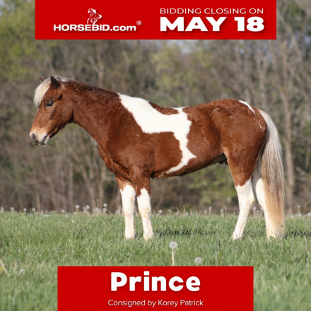 HorseID: 2265021 Prince - PhotoID: 1034260
