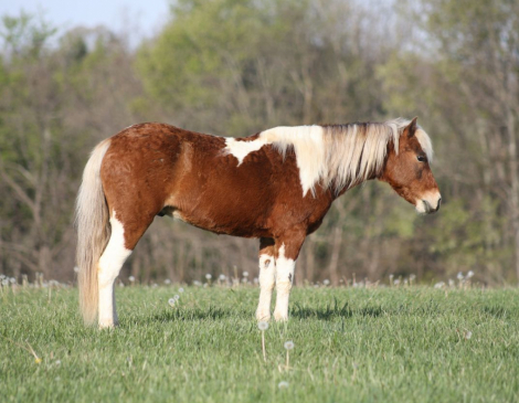 HorseID: 2265021 Prince - PhotoID: 1034261