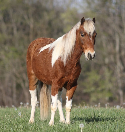 HorseID: 2265021 Prince - PhotoID: 1034262