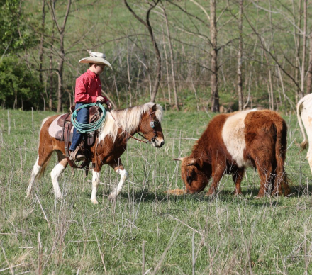 HorseID: 2265021 Prince - PhotoID: 1034263