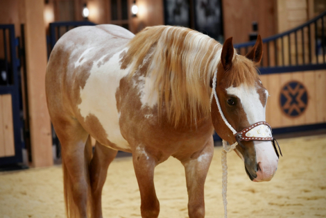 HorseID: 2271746 AppleJacks - PhotoID: 1043304