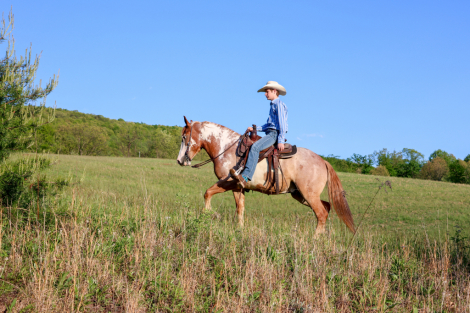 HorseID: 2271746 AppleJacks - PhotoID: 1043305