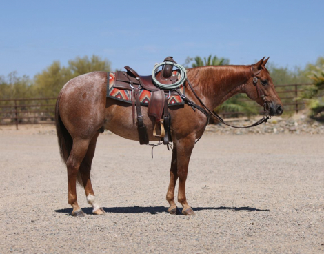HorseID: 2271747 Hustlers Best Bet - PhotoID: 1043299