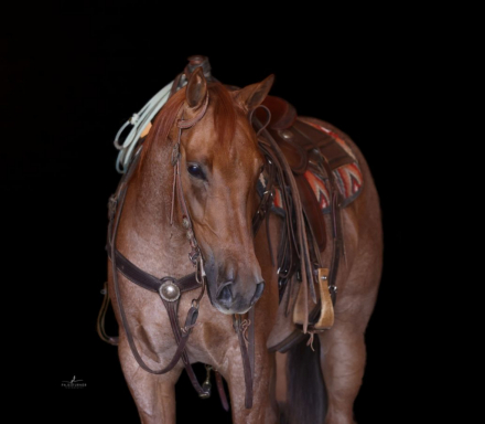 HorseID: 2271747 Hustlers Best Bet - PhotoID: 1043300