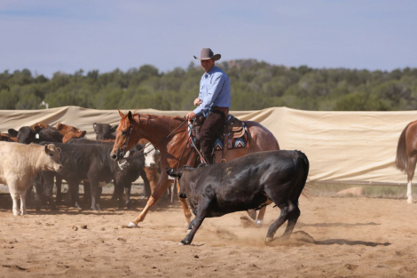 HorseID: 2271747 Hustlers Best Bet - PhotoID: 1043301
