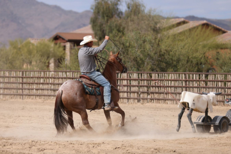 HorseID: 2271747 Hustlers Best Bet - PhotoID: 1089903