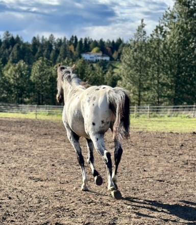 HorseID: 2272076 Bold Spotlights - PhotoID: 1043800