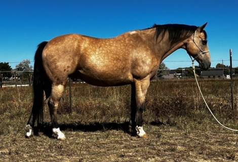 HorseID: 2272136 ROYAL SKIPSO - PhotoID: 1043870