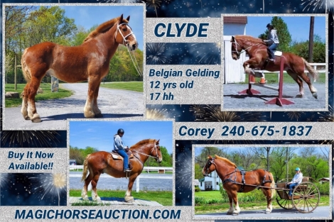 HorseID: 2272165 Clyde - PhotoID: 1043909