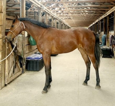 HorseID: 2272335 Lady Lanora - PhotoID: 1044155