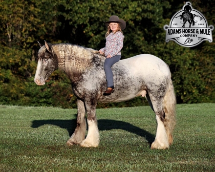 HorseID: 2272389 Dante Steel Knight - PhotoID: 1044266