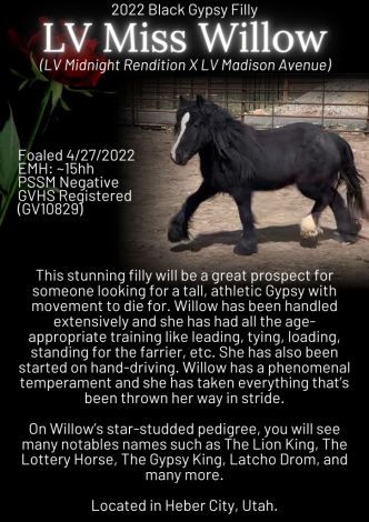 HorseID: 2272458 LV Miss Willow - PhotoID: 1044294