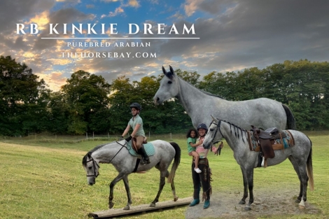 HorseID: 2272502 RB Kinkie Dream - PhotoID: 1044340