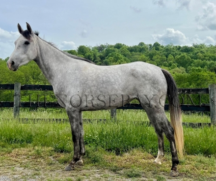 HorseID: 2272502 RB Kinkie Dream - PhotoID: 1044342