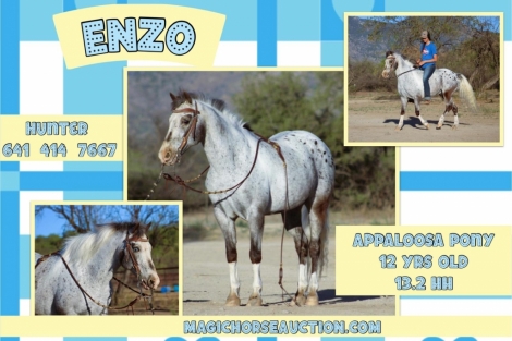 HorseID: 2272587 Enzo* - PhotoID: 1044427