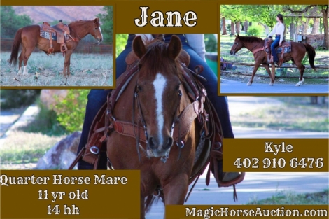 HorseID: 2272606 Jane* - PhotoID: 1044453