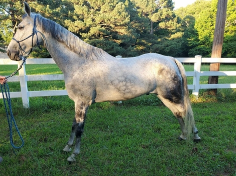 HorseID: 2272976 Montecello - PhotoID: 1044967