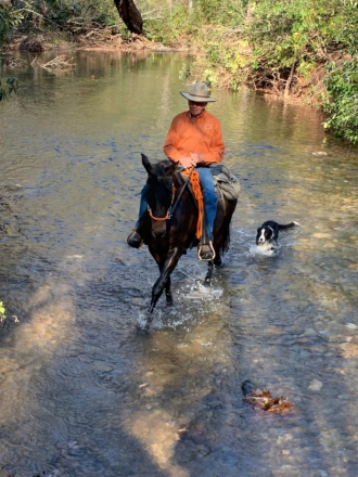 HorseID: 2273550 Ine`s - PhotoID: 1097844