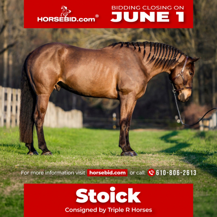 HorseID: 2275753 Stoick - PhotoID: 1048795