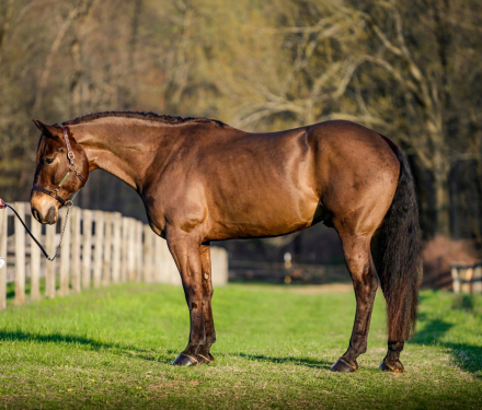 HorseID: 2275753 Stoick - PhotoID: 1048796