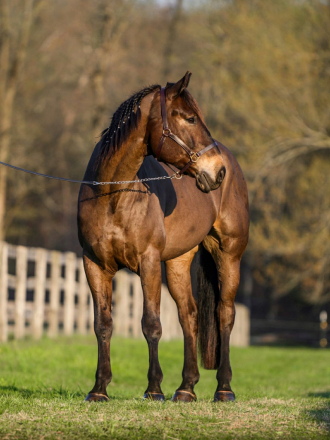 HorseID: 2275753 Stoick - PhotoID: 1048797