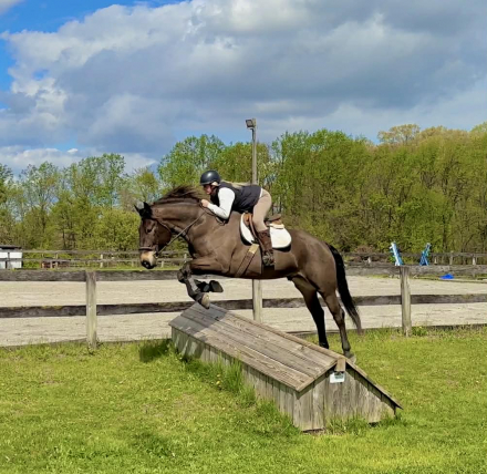 HorseID: 2275753 Stoick - PhotoID: 1048798