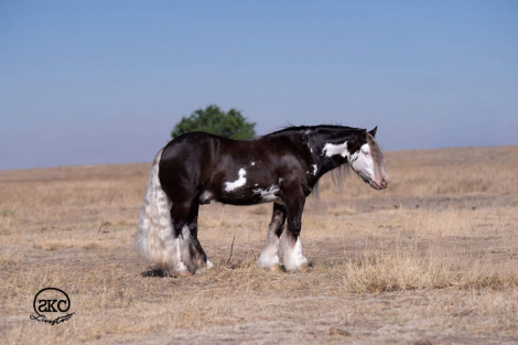 HorseID: 2275754 Bellbottom Volt - PhotoID: 1048800