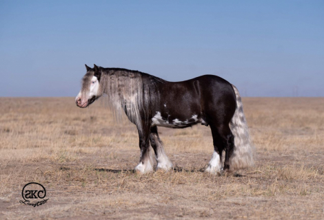 HorseID: 2275754 Bellbottom Volt - PhotoID: 1067946