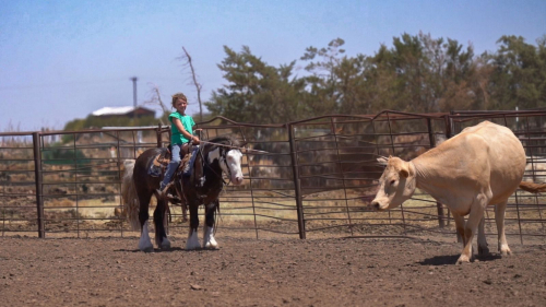 HorseID: 2275754 Bellbottom Volt - PhotoID: 1093487