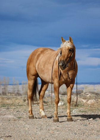 HorseID: 2275761 A Shiner Named Lorna - PhotoID: 1048792