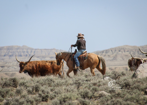 HorseID: 2275761 A Shiner Named Lorna - PhotoID: 1070286