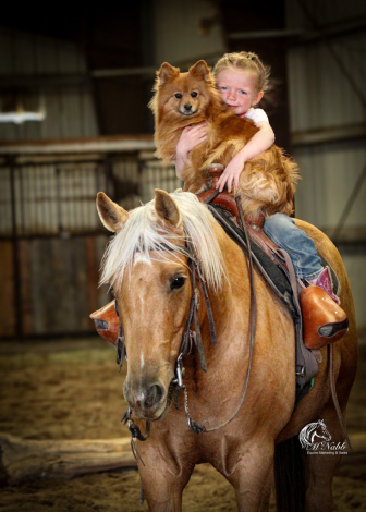 HorseID: 2275761 A Shiner Named Lorna - PhotoID: 1070287