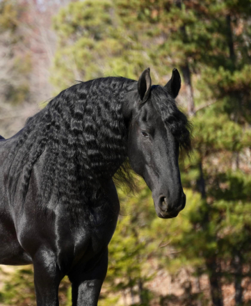HorseID: 2277673 Fred P - PhotoID: 1097660