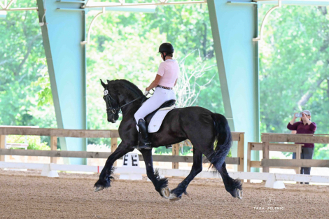 HorseID: 2277673 Fred P - PhotoID: 1097661