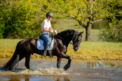 HorseID: 2277673 Fred P - PhotoID: 1097662