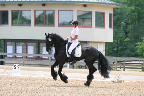 HorseID: 2277673 Fred P - PhotoID: 1097663