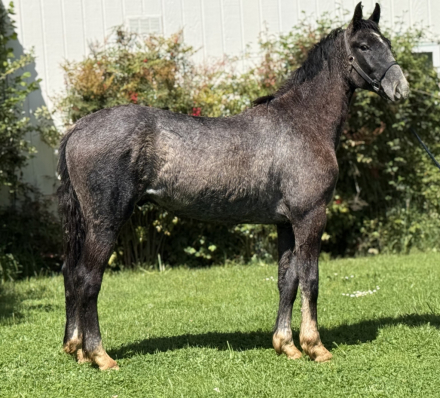 HorseID: 2277904 Uniquely Louis - PhotoID: 1075556