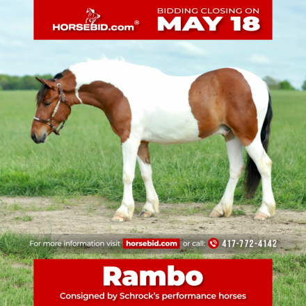 HorseID: 2280895 Rambo - PhotoID: 1055700