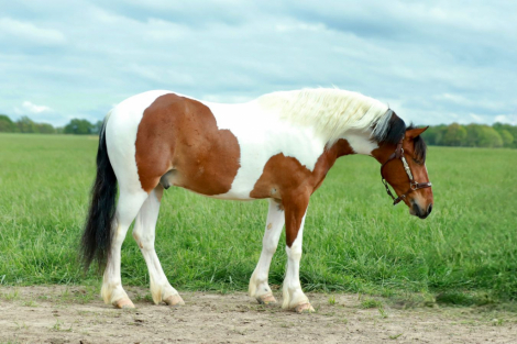 HorseID: 2280895 Rambo - PhotoID: 1055701