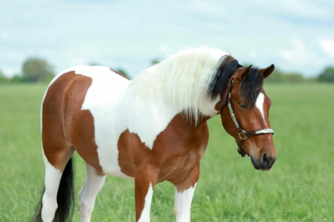 HorseID: 2280895 Rambo - PhotoID: 1062980