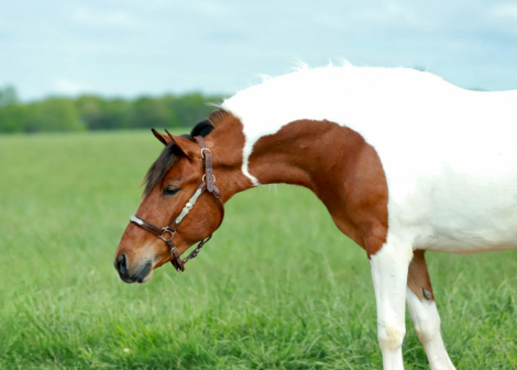 HorseID: 2280895 Rambo - PhotoID: 1062981