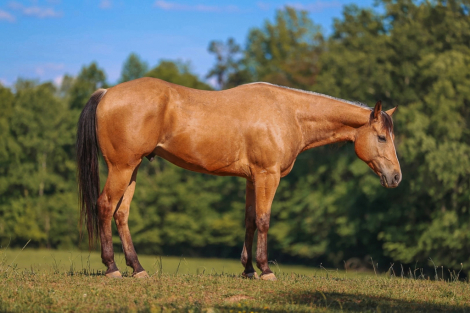 HorseID: 2280897 Willie - PhotoID: 1089900