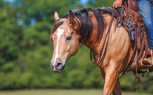 HorseID: 2280897 Willie - PhotoID: 1089901