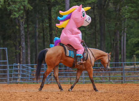 HorseID: 2280897 Willie - PhotoID: 1089902