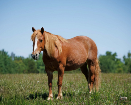 HorseID: 2280899 King Charles - PhotoID: 1055721