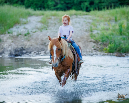 HorseID: 2280899 King Charles - PhotoID: 1055723