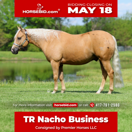 HorseID: 2280903 TR Nacho Business - PhotoID: 1055696
